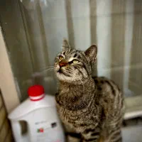 واگذاری گربه نر