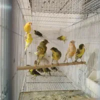 قناری و سره|پرنده|رشت, قاسمیه|دیوار