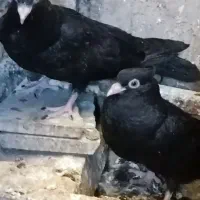 جوجه سوکس نشک سفید چش سفید