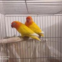 جفت مولد طوطی فیشر طلایی معاوضه با سهره بخون