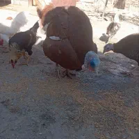 بوقلمون نر و ماده|حیوانات مزرعه|دهگلان, |دیوار