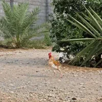 مرغ و خروس محلی