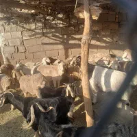 فروش ۱۲ راس میش چینی معاوضه با بز|حیوانات مزرعه|سیسخت, |دیوار