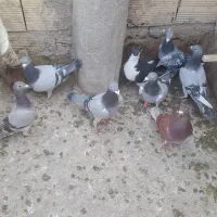 کبوتر فروشی