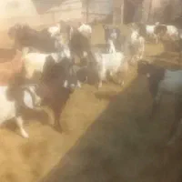 کهره چاق