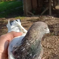 کبوتر پرشی|پرنده|رشت, یخسازی|دیوار