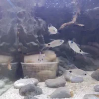 ماهی بارب فیلامنت