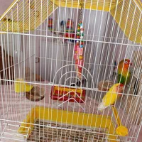 طوطی برزیلی