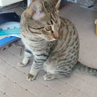 واگذاری گربه زیبا وسالم وتپلی وکاملا خانگی|گربه|اراک, |دیوار