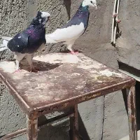 یک جفت ابلغ نرو ماده کاکلی پرشی