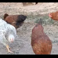 مرغ تخم گذار لوهمن