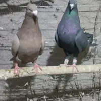 کبوتر نرو ماده سیاه قهوی