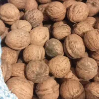 گردو الیگودرر|خوردنی و آشامیدنی|اهواز, پردیس|دیوار