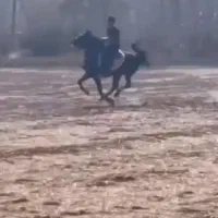 اسب نر عرب سرحال برازجان|اسب و تجهیزات اسبسواری|برازجان, |دیوار