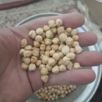 نخود بوجاری شده و دانه درشت. روستا