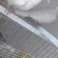 فروش نروماده بزرگ