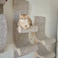 جفت گیری و جفت یابی گربه بریتیش|گربه|تهران, مرزداران|دیوار