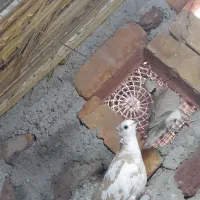 کبوتر خانگی جفتی هفتصد هست