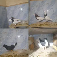 پرنده فروشی