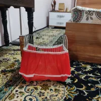 سهره ۳سال قفس|پرنده|کرمانشاه, |دیوار