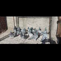 کبوتر پلاکی