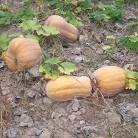 کدو تازه شیرین از تولید به مصرف