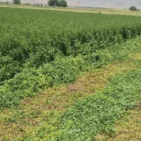 بذر یونجه جیا ایتالیا - ۲۰۲۵|گل و گیاه طبیعی|تهران, زرکش|دیوار