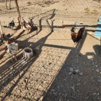 ۴ عدد خروس گلین لری|حیوانات مزرعه|لواسان, |دیوار