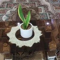 میز جلو مبلی|مبلمان خانگی و میز عسلی|مشهد, امیر|دیوار