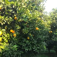 تامسون|خوردنی و آشامیدنی|گلوگاه, |دیوار