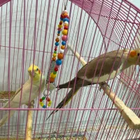 عروس هلندی جفت کار داده