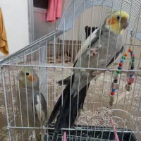 عروس هلندی جفت