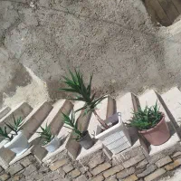 فروش‌گل‌های‌آپارتمانی