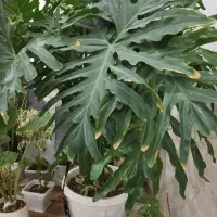 گلها طبیعی|گل و گیاه طبیعی|شاهین دژ, |دیوار