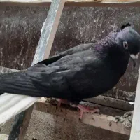 فروش چند کبوتر ذات دار و خوب