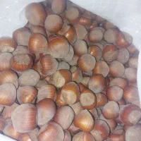 فندق مغز دار خام کوهی با قیمت مناسب