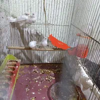 معاوضه چهارتا فنچ بنگال نر سفید باماده بنگال