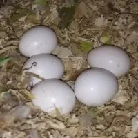 عروس هلندی مولد فروشی