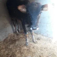 گاو نر|حیوانات مزرعه|کرخه, |دیوار