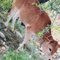 گاو شیری و گوساله نر