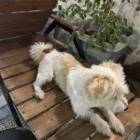 سگ بازیگوش و بی سرصدا