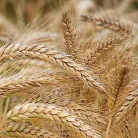 جو و گندم