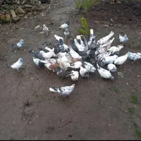 کبوتر|پرنده|آستانه اشرفیه, |دیوار