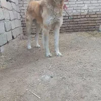 سگ سرابی|سگ|تبریز, |دیوار