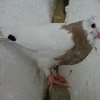 کبوتر|پرنده|شیراز, شیخ علی چوپان|دیوار
