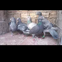 کفترزاجر|پرنده|یزد, |دیوار