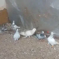 ۵ عدد کفتر پرشی