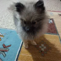 واگزاری سگ پامر خرسی|سگ|شیراز, نصر|دیوار