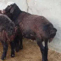 گوسفند زنده بره و بزغاله نر گوشتی ۱۸ تا 50 کیلو