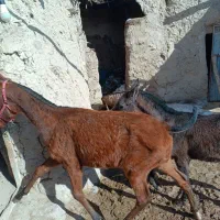 اسب|اسب و تجهیزات اسب‌سواری|چاراویماق, |دیوار